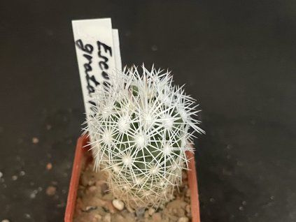 Escobaria grata VM 545