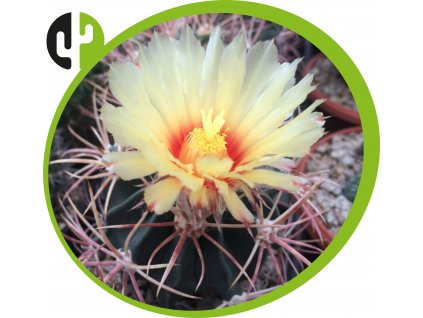 Echinocactus paryi L 1372