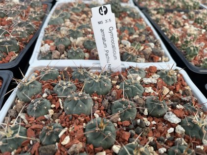 Gymnocallicium armatum MS 375,Pachiu nort