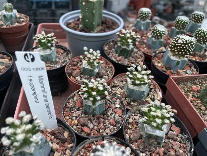Mammillaria bertholdii v.superspina GCG 10006