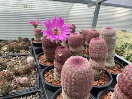 Echinocereus rigidisimus v.rubrispinus