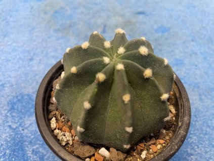 Echinopsis subdenudata