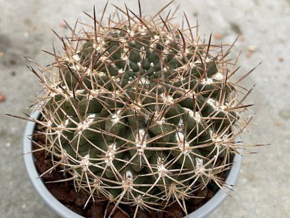 Echinopsis obrepanda