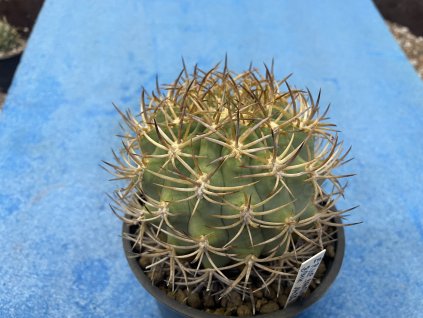 Eriosice sandilon BCH 1436