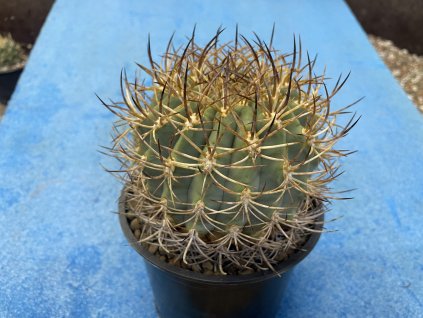 Eriosice sandilon KBC 940