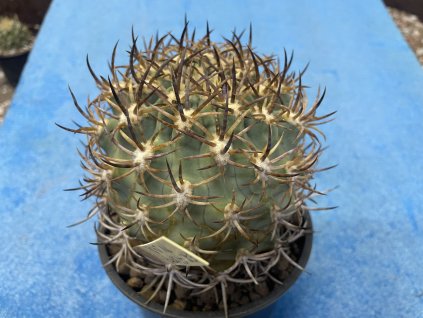 Eriosice aurata PV 2430