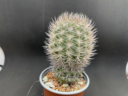 Pyrhocactus bulbocalix