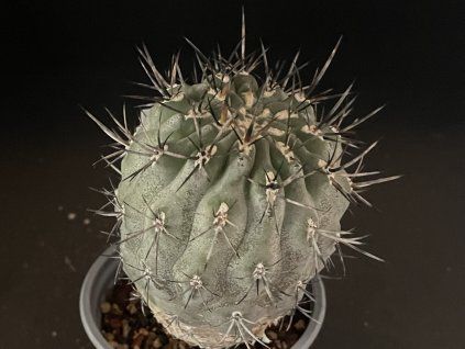 Pyrhocactus sp.HR 72