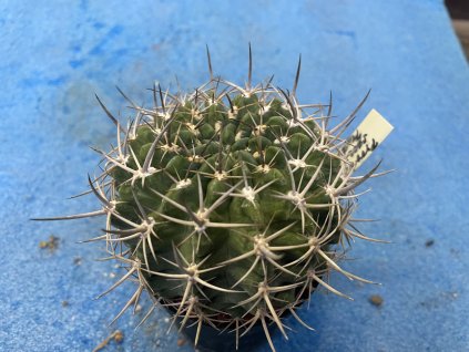 Pyrhocactus sp.HR 72