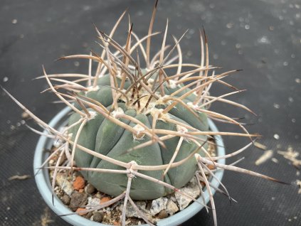 Gymnocalycium cardenasianum