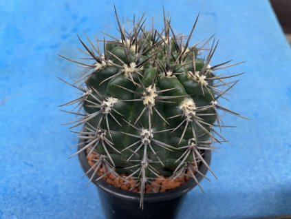 Gymnocalycium horidispinum