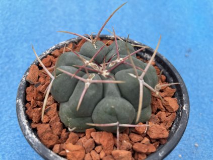 Thelocactus hexadrophus v.loydii
