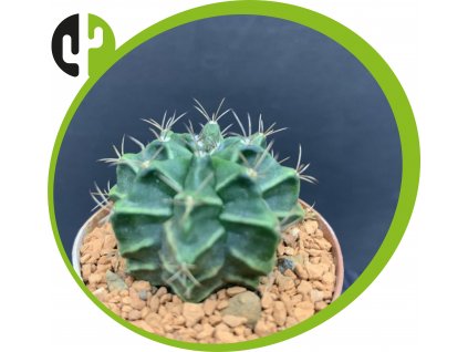 Gymnocallicium mihanovichii stenogonum P 242