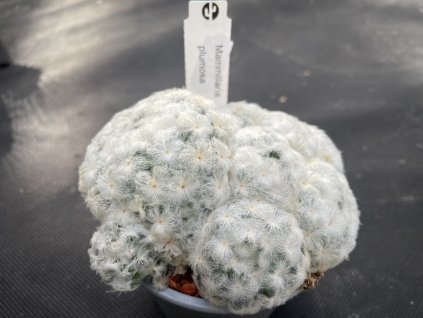 Mammillaria plumosa