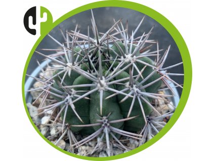 Gymnocalycium horidispinum