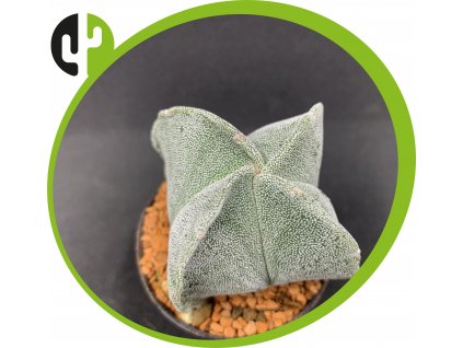 Astrophytum myriostigma guadricostatum