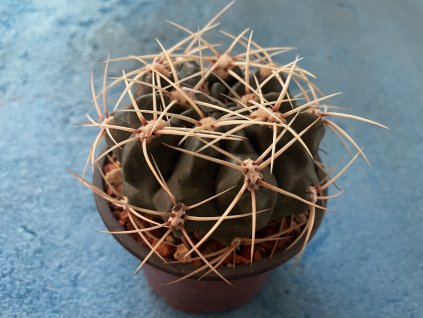 Gymnocvallicium monvilei