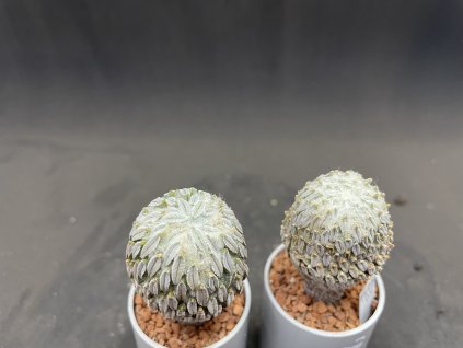 Pelecyphora aseliformis