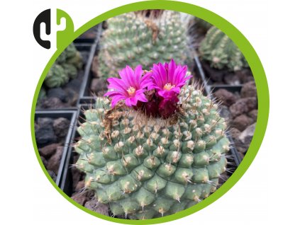 Strombocactus pulcherrimus