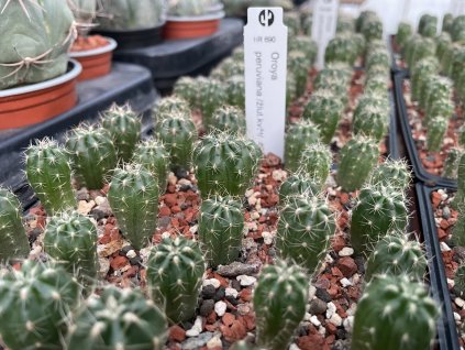Oroya peruviana v.citriflora