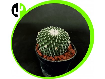 Pelecyphora aseliformis v.inermis