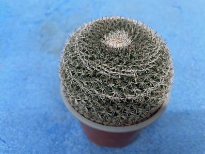 Mammillaria woodsii
