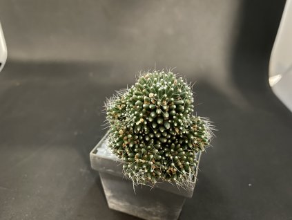 Mammillaria painterii