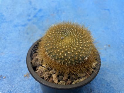 brasilicactus graesneri