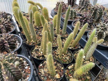 Aporocactus flagelliformis odnož