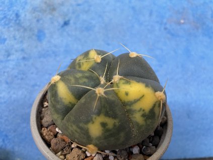 Gymnocallicium denudfatum variegata