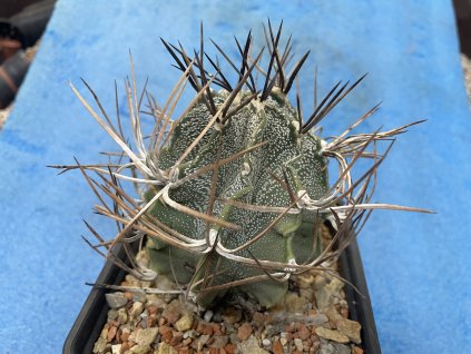 Astrophytum niveum