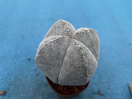 Astrophytum myriostigma onzuko