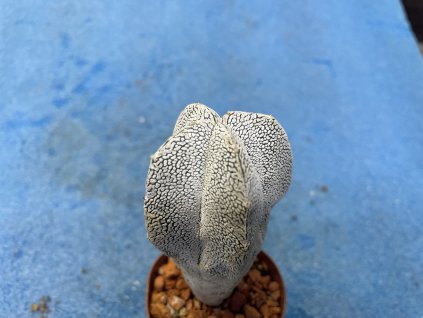 Astrophytum myriostigma japan .Onzuko