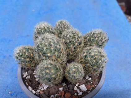 Mammillaria giselae