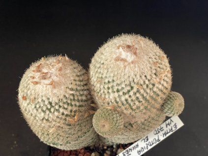 Epithelantha Potosina VM 750
