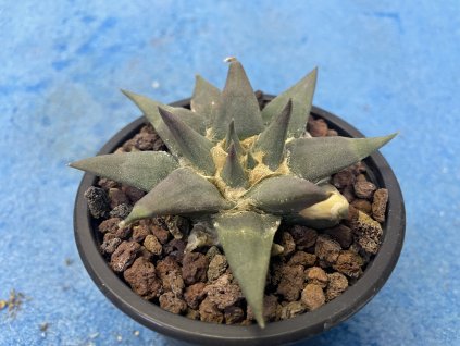 Ariocarpus confusus PP 420