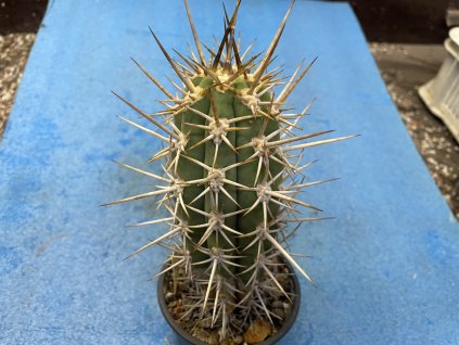 Trichocereus žižkianus