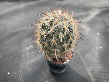 Echinomastus unguispinus laui