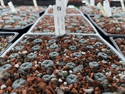 Lophophora williamsii v. cedral