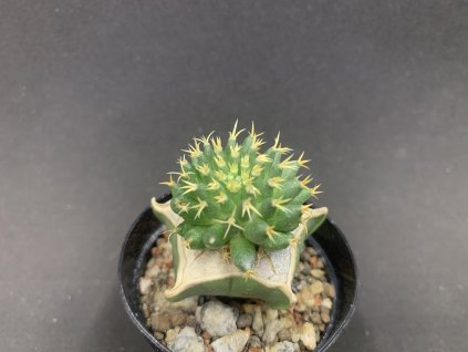 1D0F7EE7 67F8 4BF7 B0E2 A142E7CC79EA