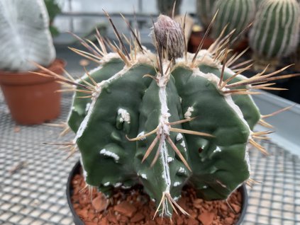 C6D1C613 6DE4 4FCD AD63 346F0A2BC994