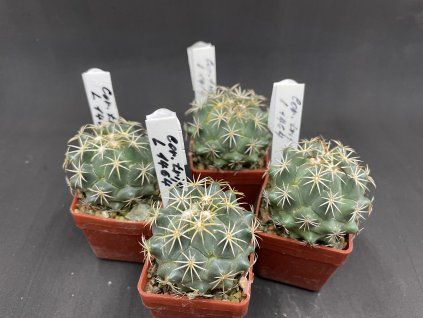 Coryphantha tripugionacantha L 1464