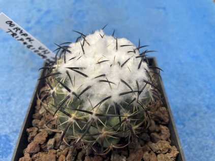 Coryphantha tripugionacantha VN 105