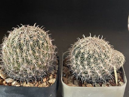 Coryphantha palmeri