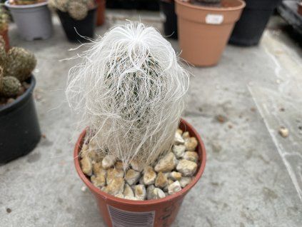Cephalocereus senilis