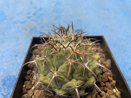 Coryphantha kraciki CHA 179