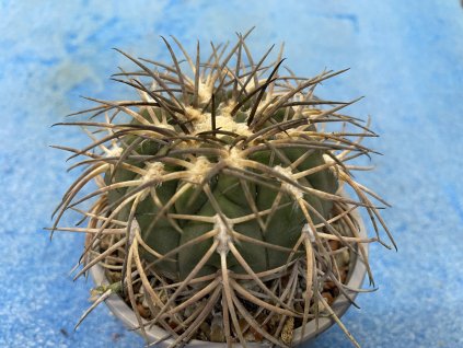 Gymnocallicium spegazinii v.major