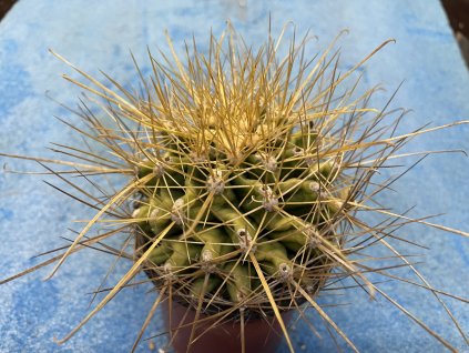 Hamatocactus hamatacantus v.Davisi
