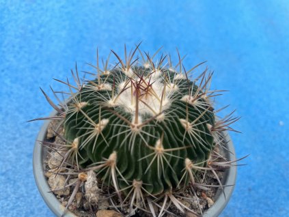Echinofossulocactus multicostátus RS 1268