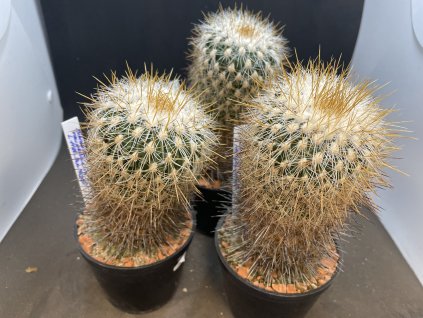 Echinofossulocactus albatus L 1180